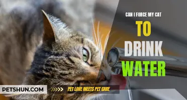 Can I Force My Cat to Drink Water? Tips and Solutions for Encouraging Hydration