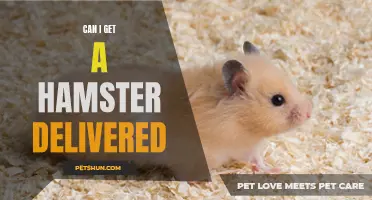 How to Get a Hamster Delivered Right to Your Door