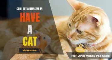 Is it Safe to Get a Hamster if I Have a Cat? A Guide for Pet Owners