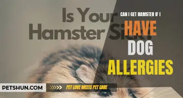 Managing Dog Allergies: Can I Get a Hamster as a Pet Alternative?