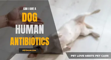 Can Dogs Take Human Antibiotics Safely?
