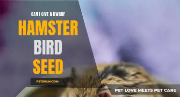 Feeding Your Dwarf Hamster: Can Bird Seed Be Included in Their Diet?