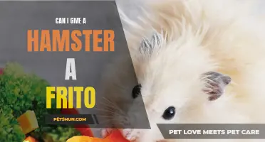 Is it Safe to Feed a Hamster a Frito? Exploring the Risks and Benefits