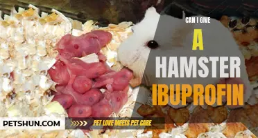 Can Hamsters Take Ibuprofen? Everything You Need to Know