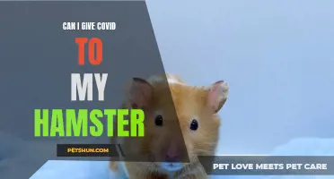 Can Hamsters Get Infected with COVID-19 from Humans?