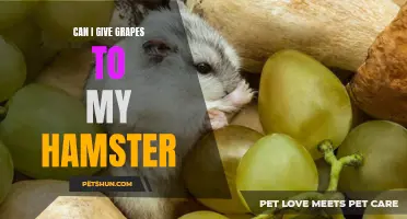 Is it Safe to Feed Grapes to my Hamster?