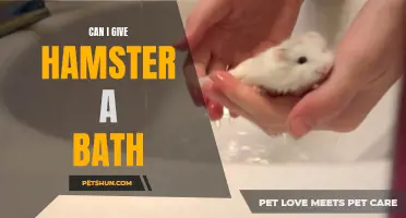 Should I Give My Hamster a Bath?