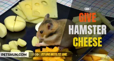 Is it Safe to Give Cheese to Hamsters as a Treat?