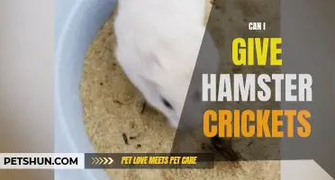 Exploring the Benefits and Safety of Feeding Crickets to Hamsters