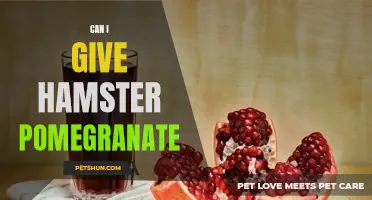 Understanding the Safety of Feeding Pomegranate to Hamsters: What You Need to Know