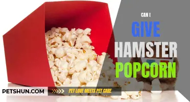 Is It Safe to Offer Popcorn to Hamsters as a Treat?