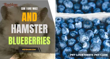 Feeding Blueberries to Mice and Hamsters: Is It Safe?