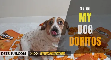 Is it Safe to Give My Dog Doritos?