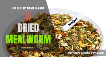 Can I Give My Dwarf Hamster Dried Mealworms?