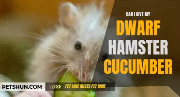 Exploring the Potential Benefits of Feeding Cucumber to Dwarf Hamsters