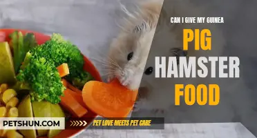 Is It Safe to Feed Guinea Pigs Hamster Food?