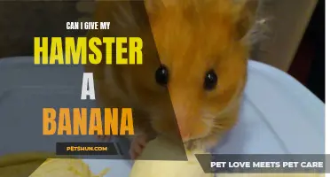 Feeding Your Hamster: Can I Give My Hamster a Banana?