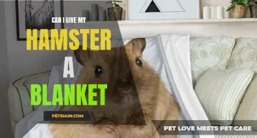 Can I Give My Hamster a Blanket? Everything You Need to Know