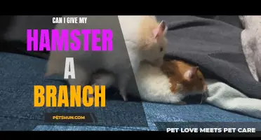 The Benefits of Giving Your Hamster a Branch: Is It Safe?