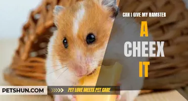 Is It Safe to Give My Hamster a Cheez-It as a Treat?