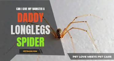 Is it Safe to Give My Hamster a Daddy Longlegs Spider as a Treat?