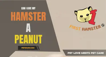 Is It Safe to Give My Hamster a Peanut?