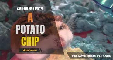 Is it Safe to Give Potato Chips to My Hamster?