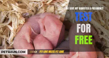 Is it Possible to Give a Hamster a Free Pregnancy Test?