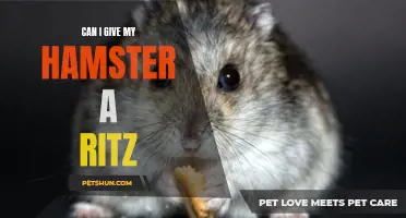 Can I Give My Hamster a Ritz? – A Guide to Hamster Treats and Snacks