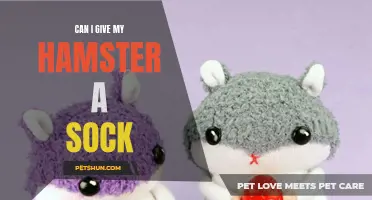 Can I Give My Hamster a Sock as a Toy or Bedding?