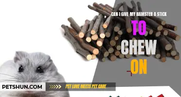 Choosing Safe and Healthy Chew Options for Your Hamster