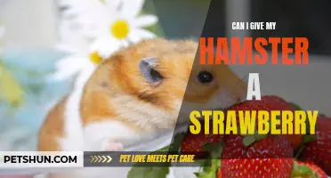 Should I Give My Hamster a Strawberry?