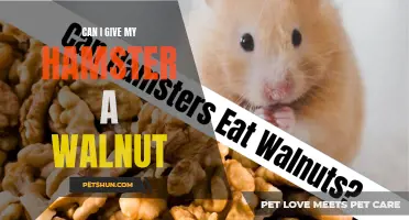Is it Safe to Feed My Hamster a Walnut? Here's What You Need to Know