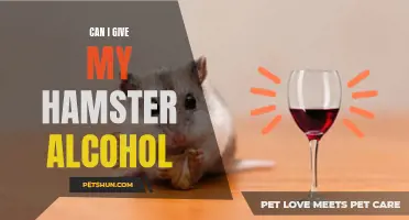 Is it Safe to Give Alcohol to My Hamster?