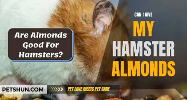 Can I Give My Hamster Almonds? Everything You Need to Know