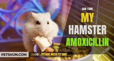 Can I Give My Hamster Amoxicillin to Treat Infections?