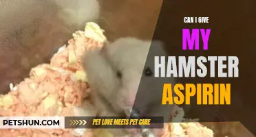 Is It Safe to Give My Hamster Aspirin?