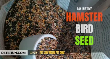 Can Hamsters Eat Bird Seed? Exploring the Dietary Compatibility for Your Furry Friends