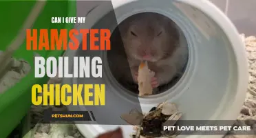 Is it Safe to Feed Boiling Chicken to My Hamster?