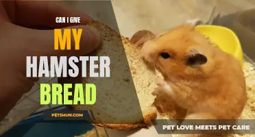 Is it Safe to Give Bread to My Hamster?
