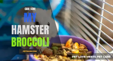 Can I Feed My Hamster Broccoli? All You Need to Know