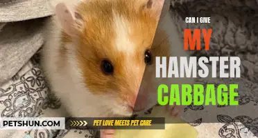 Is It Safe to Feed Cabbage to My Hamster?