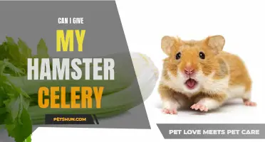 Exploring the Benefits and Risks: Can I Give My Hamster Celery?