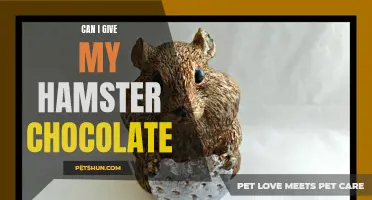 Is it Safe to Give My Hamster Chocolate?