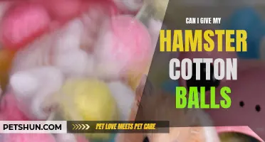 Is it Safe to Give Cotton Balls to Your Hamster?