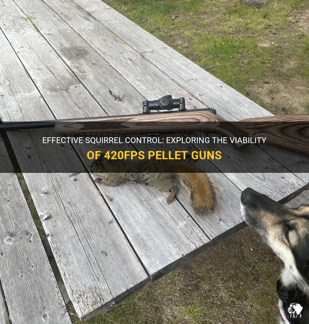 can I kill squirrels with 420fps pekl