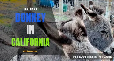Owning a Donkey in California: Know the Laws and Considerations