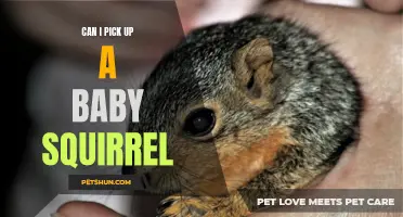 How to Safely Pick Up a Baby Squirrel