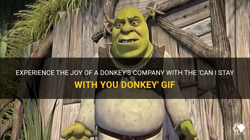 can I stay with you donkey gif