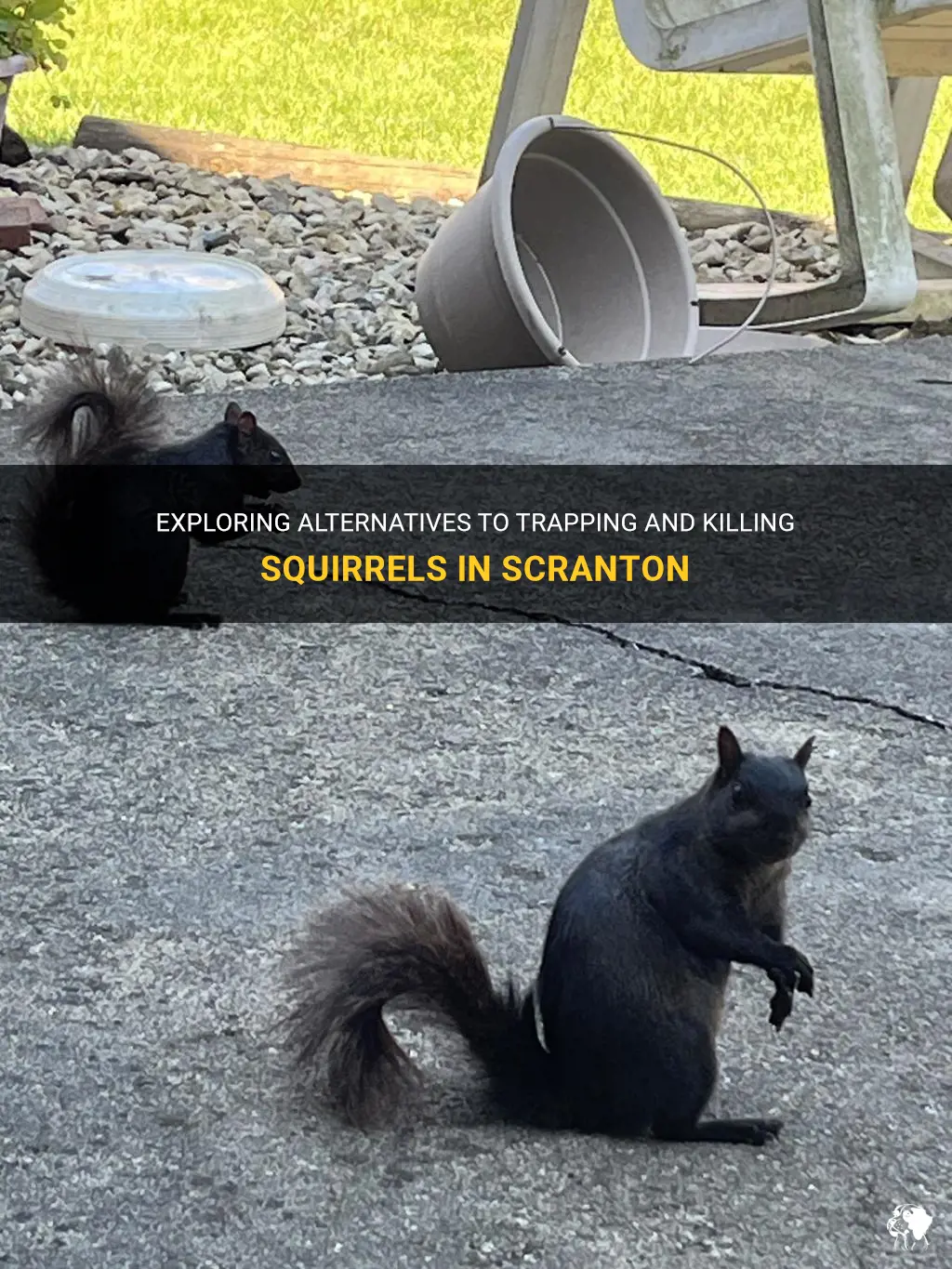 can I trap and kill squirrels in scranton